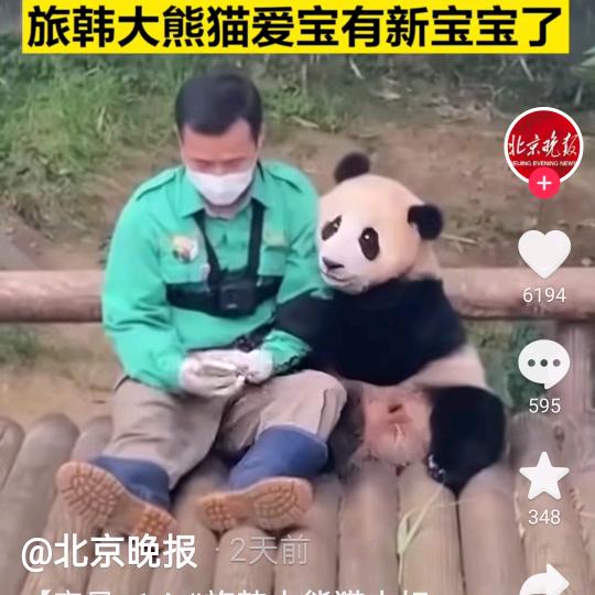 傲雪红梅