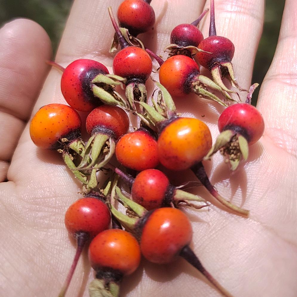 🍁抹一世殘花灬