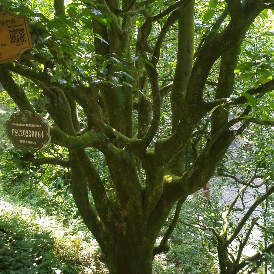 老根千年古树茶