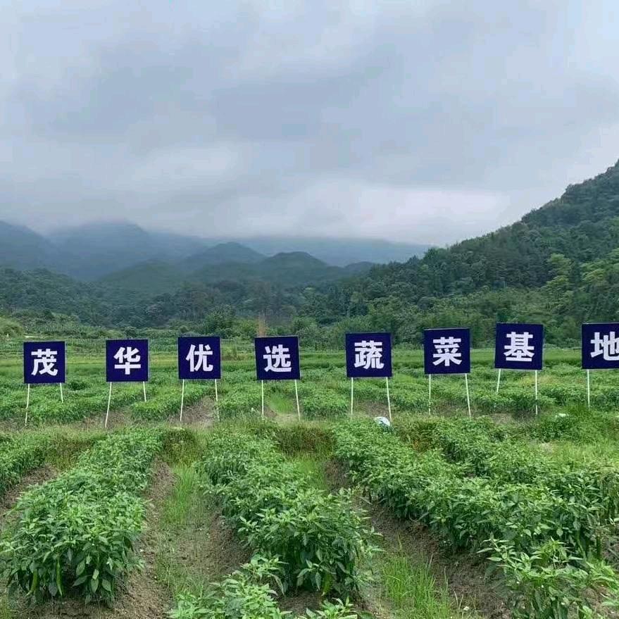 狼的传说