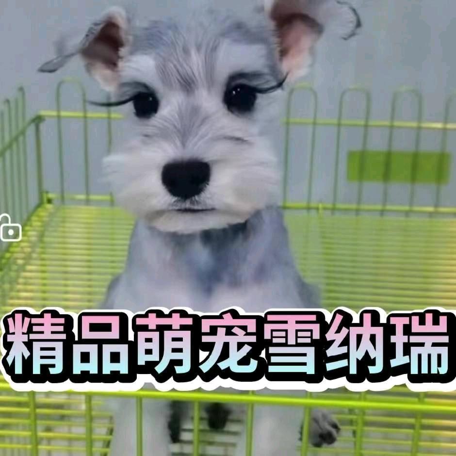 海城精品萌宠雪纳瑞