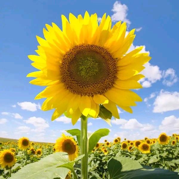 🌞微笑🌞