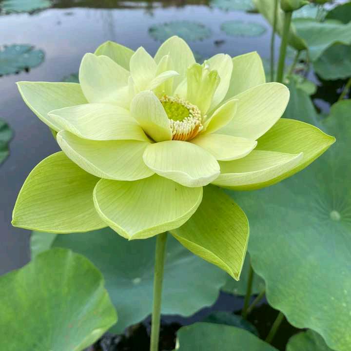 玈小燕子爱生活騶