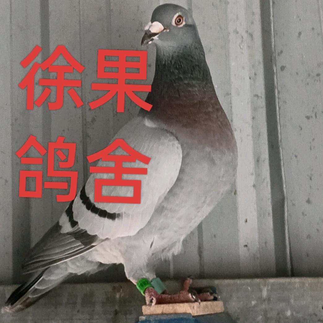 徐果鸽舍