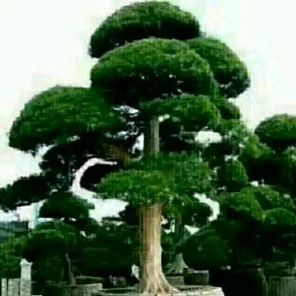 用户74779811