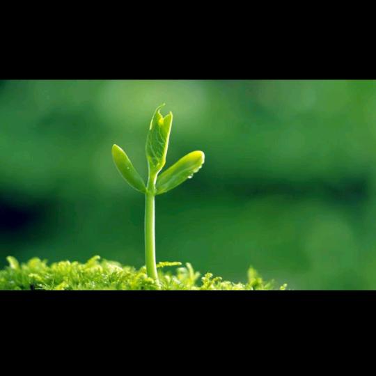 绿豆蛙童鞋宝宝鞋