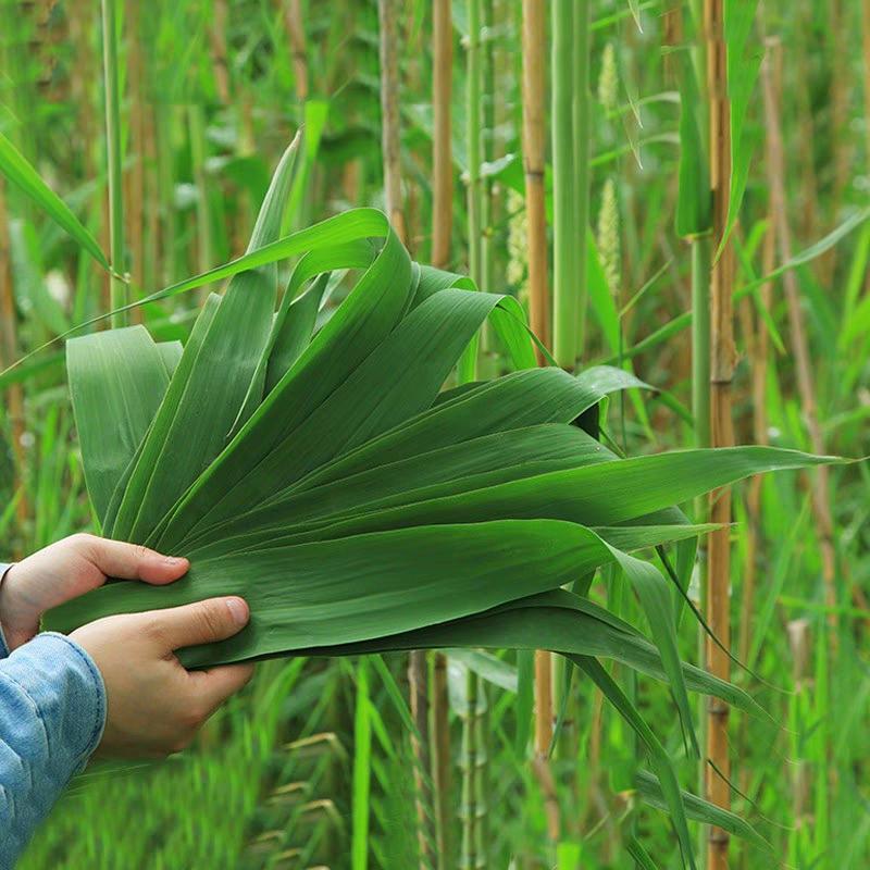 苏北农村土特产