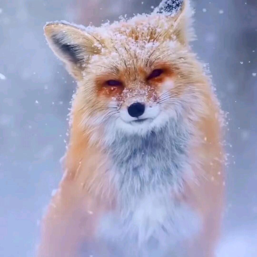 花狐