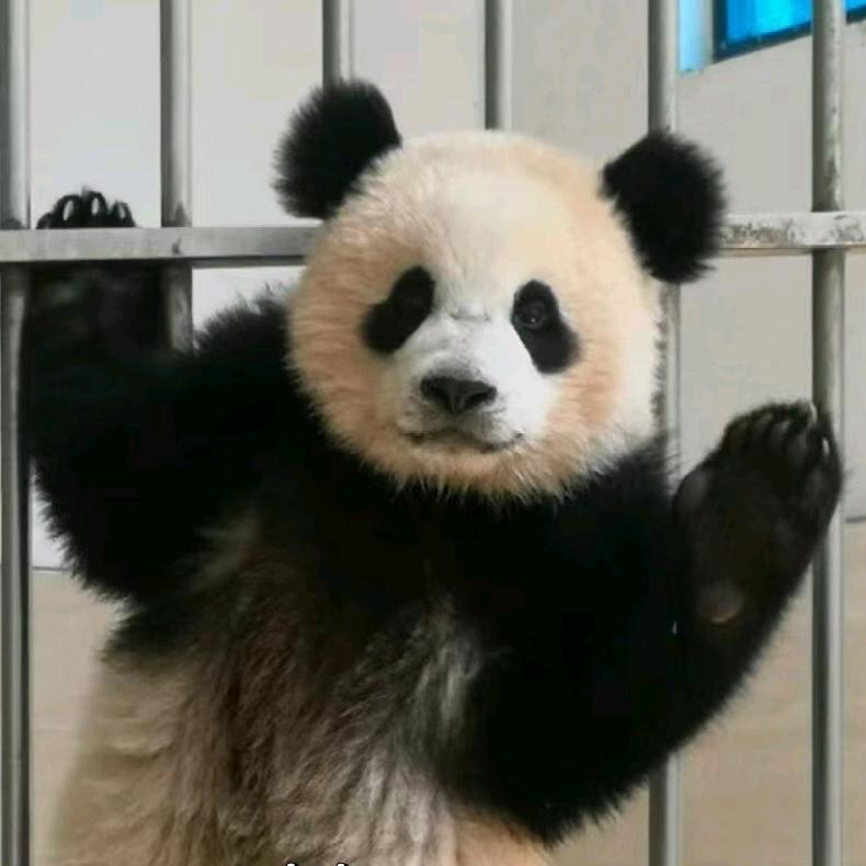 熊猫滚滚