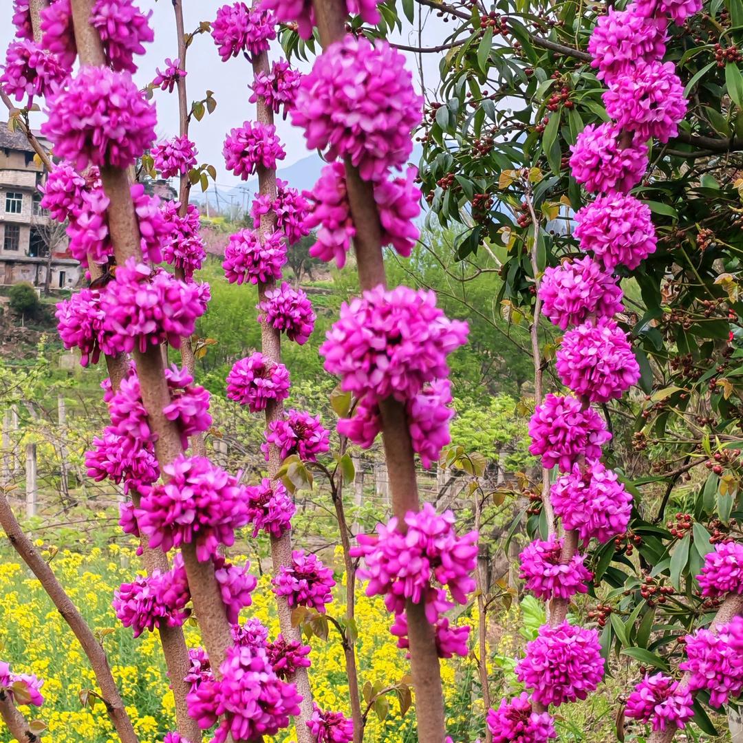 飘洋过海来看我