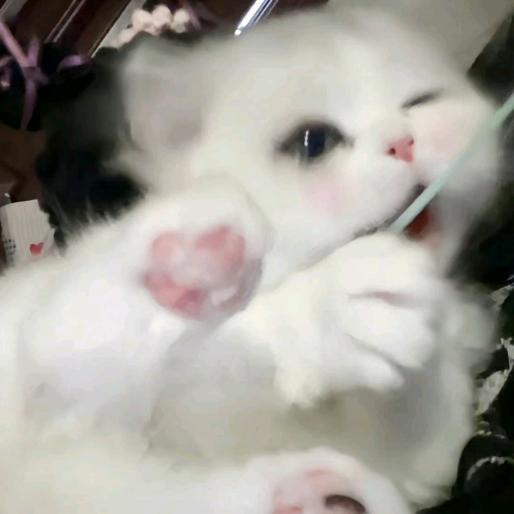 猫露露的猫咪喵喵喵新兰无敌钱福四面八方来