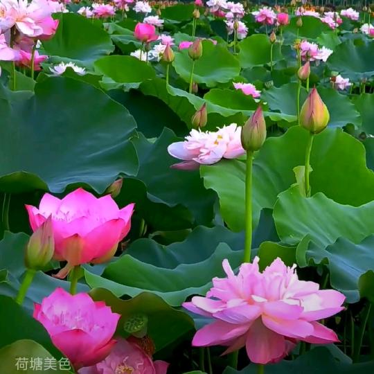 夏日炎炎