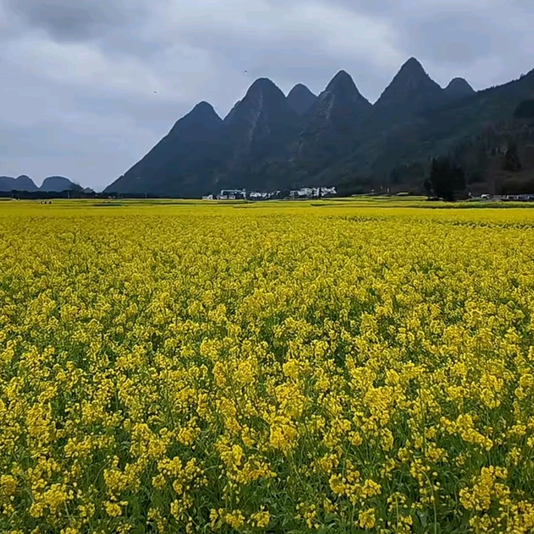 福