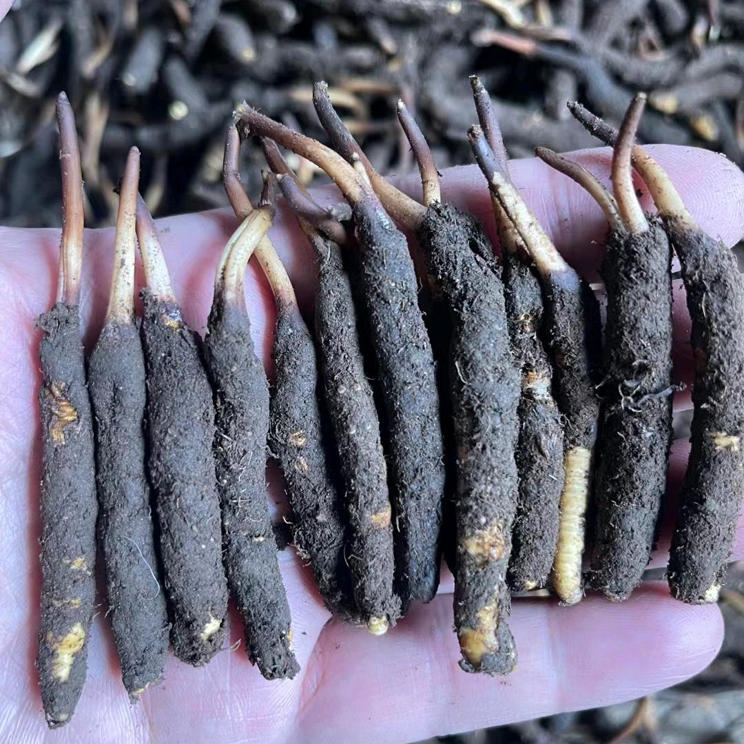 黑鸟（冬虫夏草）