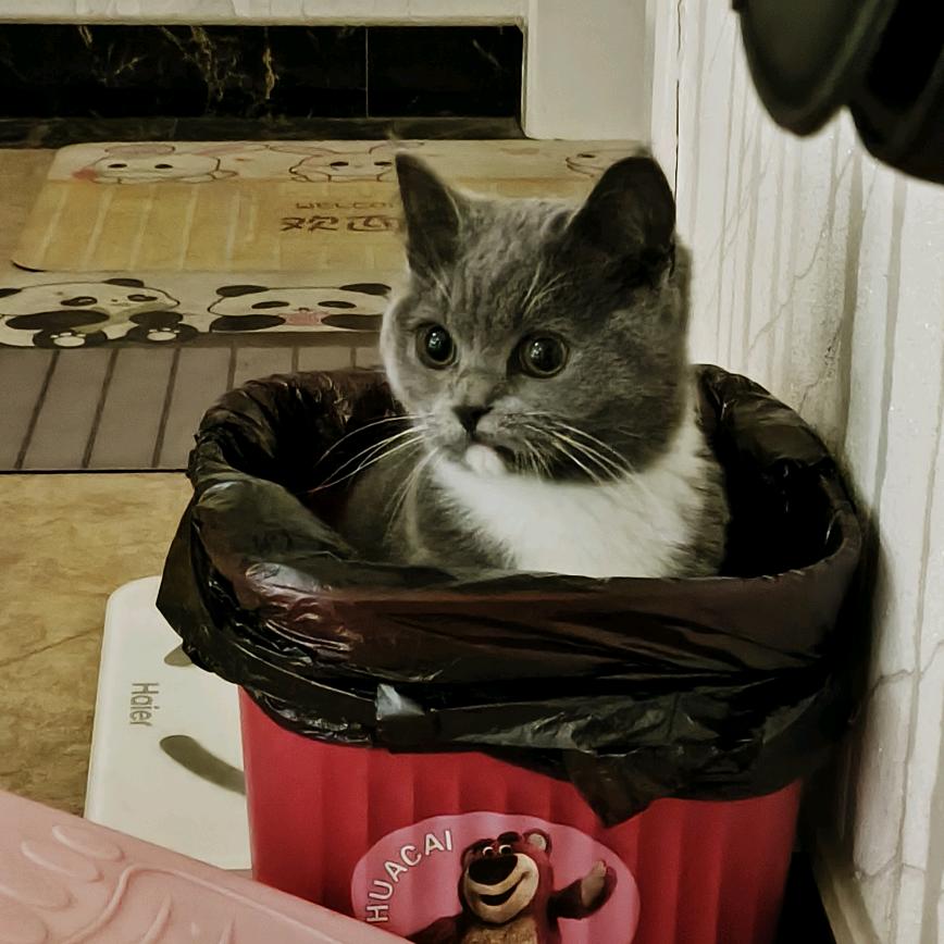 面包香菜🌾果子饼