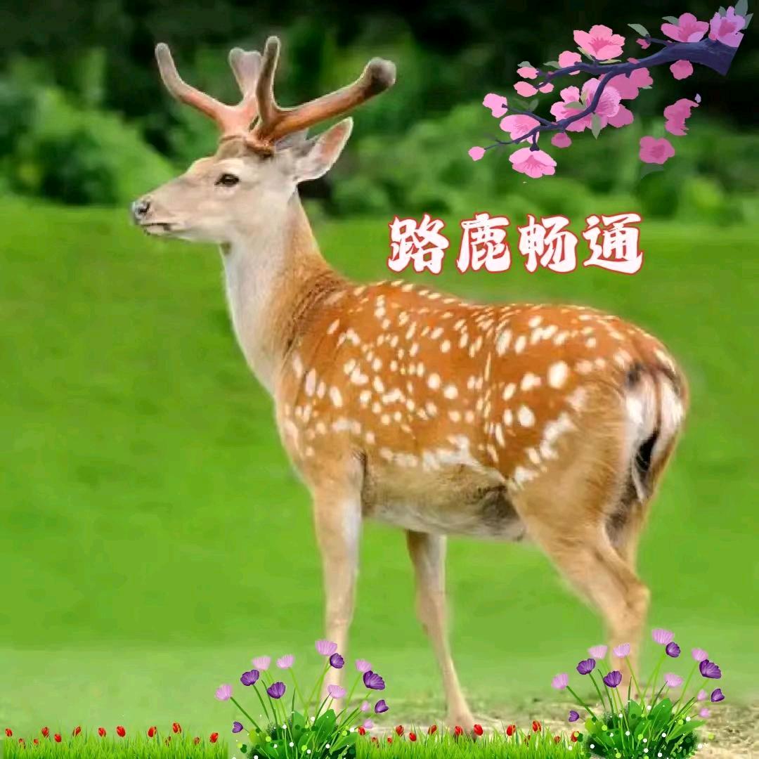 鹿港小镇白水城