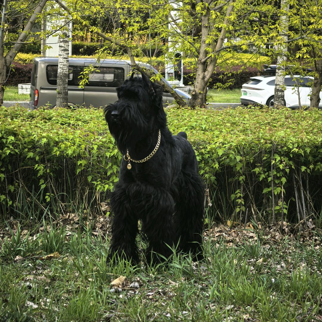 北雪犬业 CKU注册双血统🐾【巨雪】