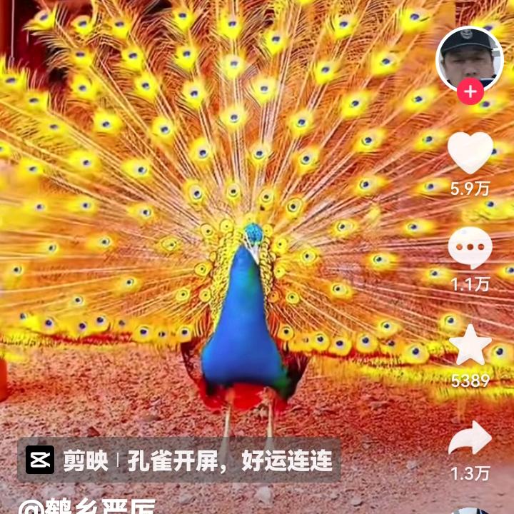 田总