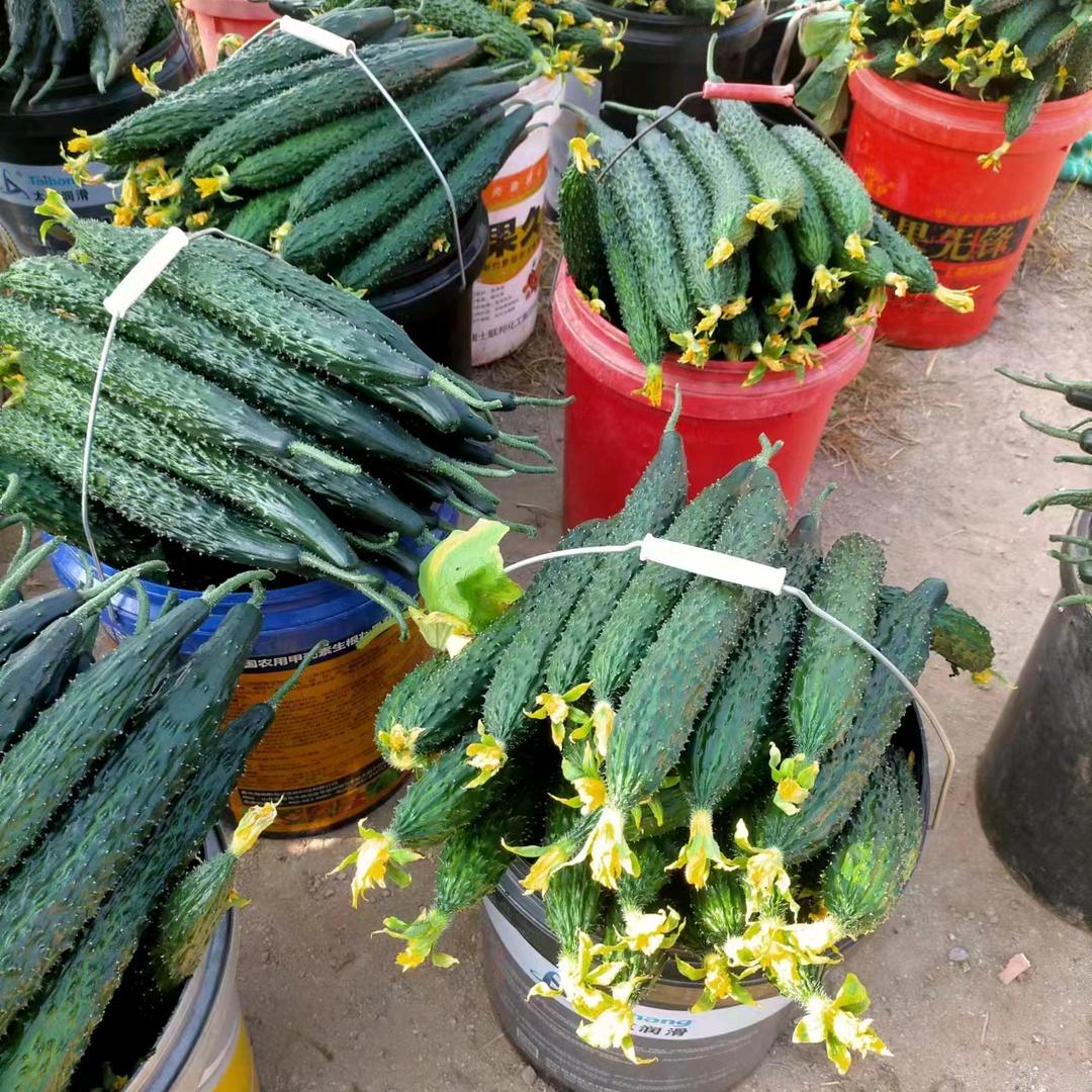 黄瓜苦瓜种苗