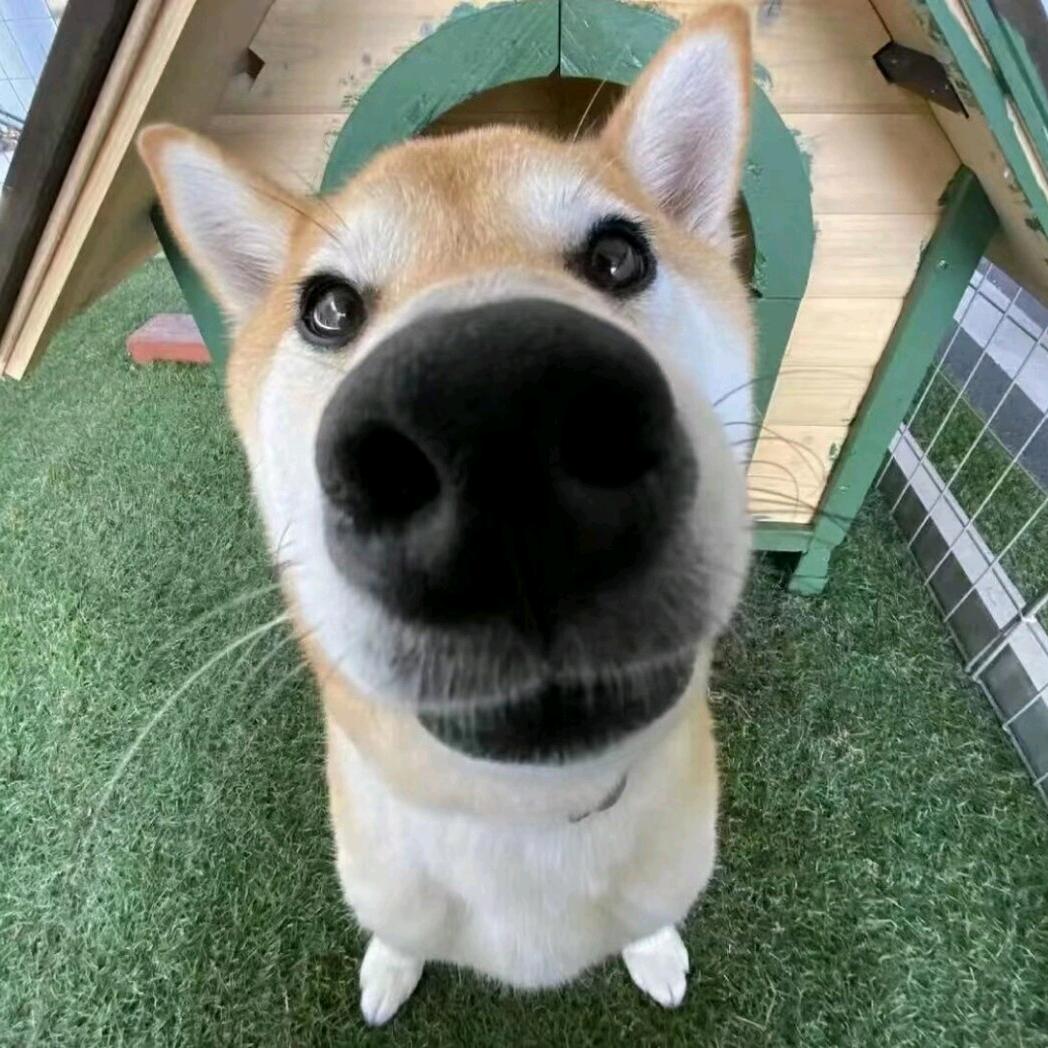悲伤排骨汤