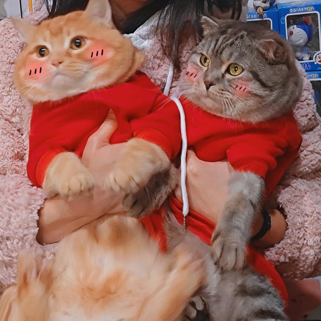 喵了个哆旺