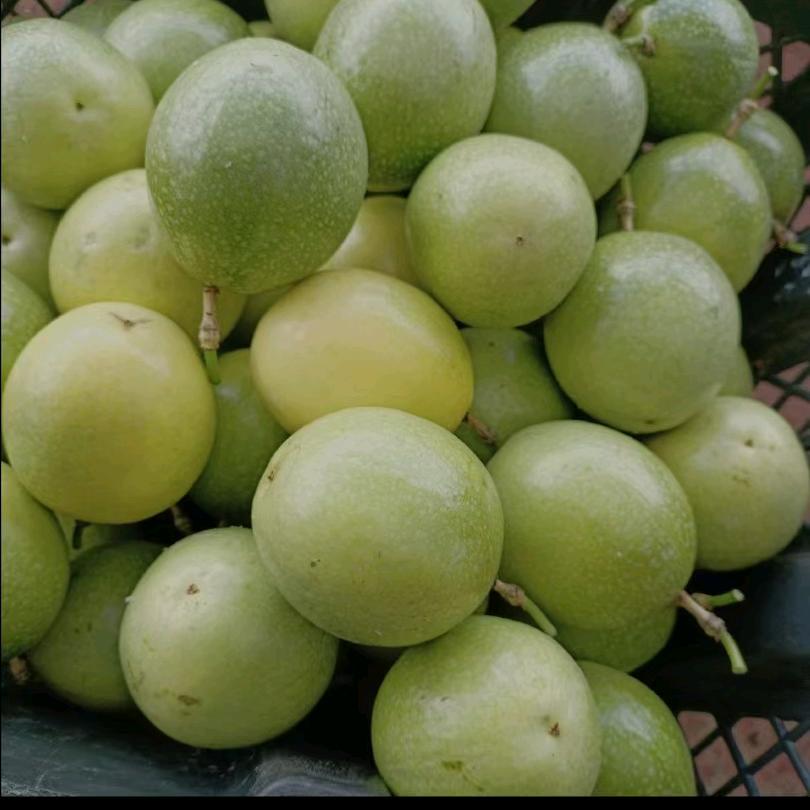 贵州高山百香果基地