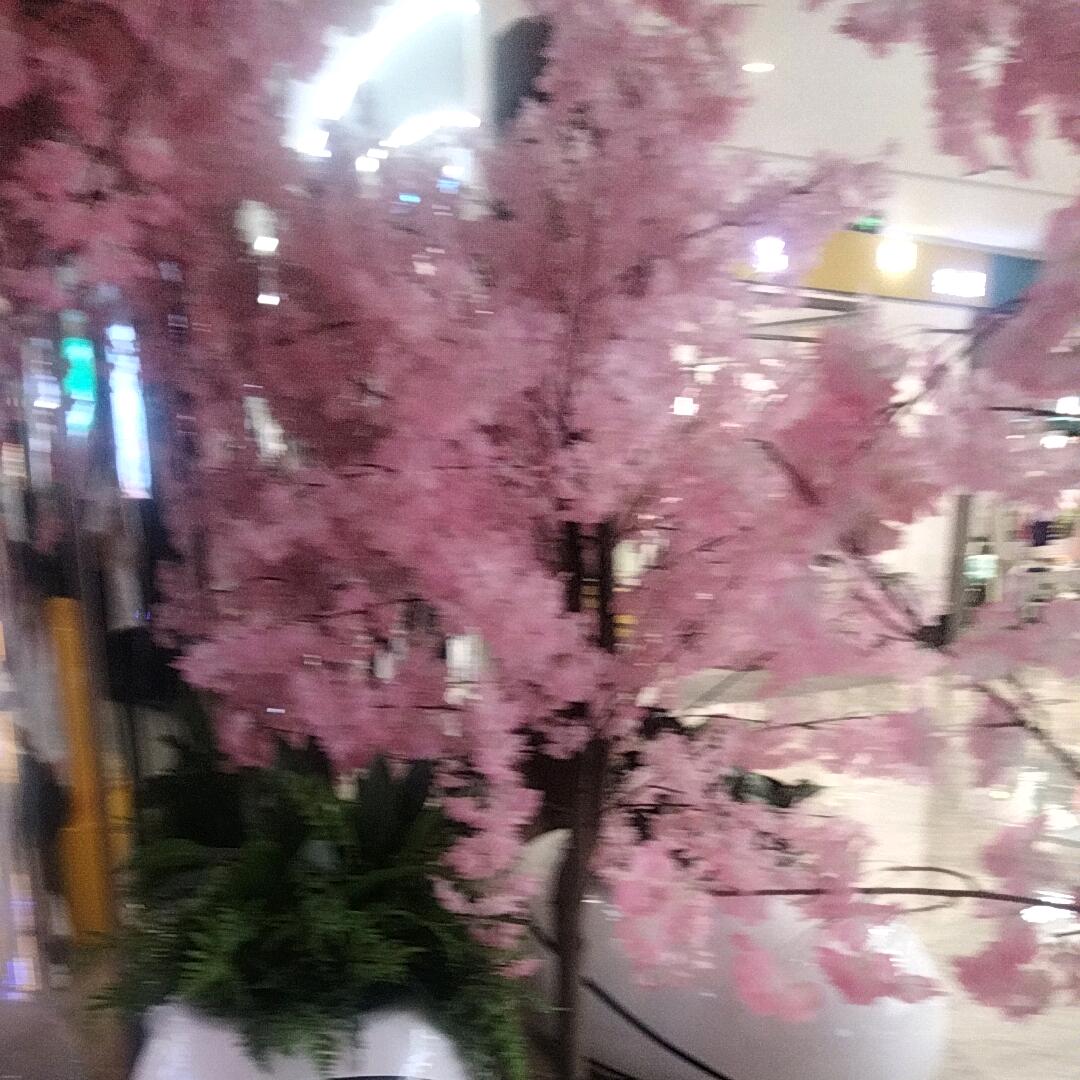 摇钱树223719413672