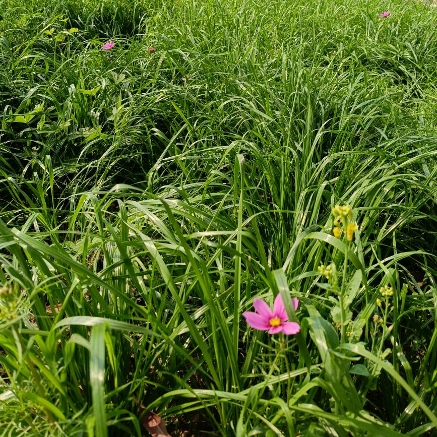 我在四川想揍你