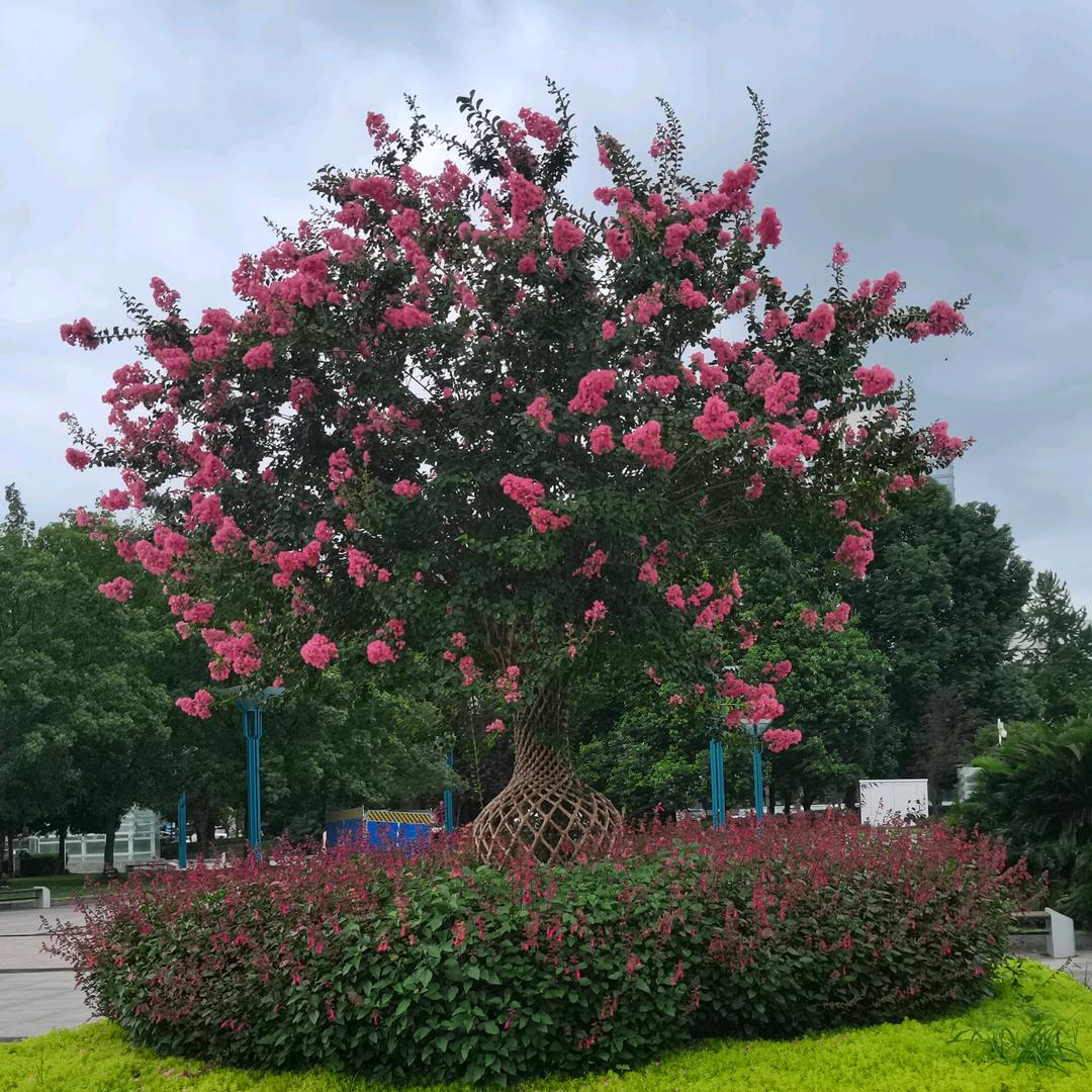 吴绿森林艺术漆