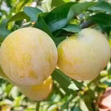 老六荒野八卦闲谈