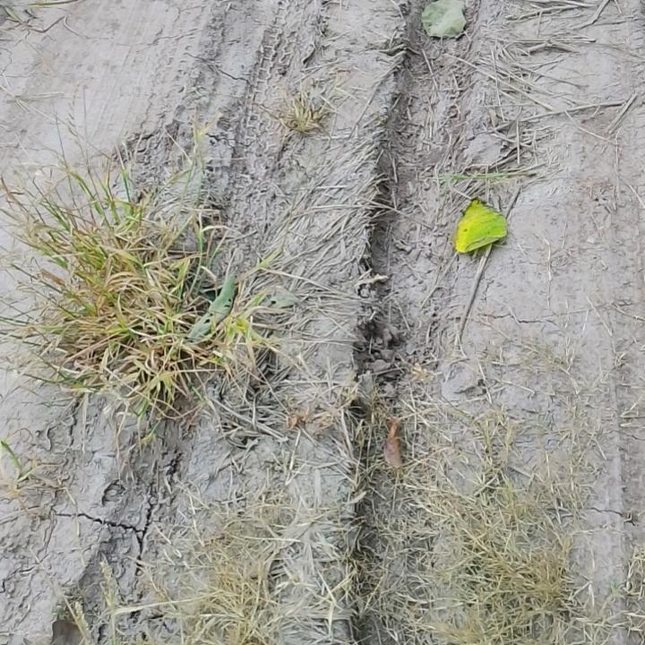 赶黄草