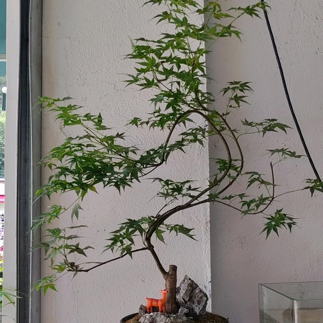 九月拾景花卉店