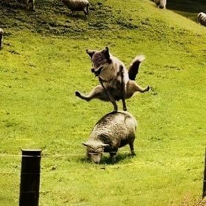 志贺春树.
