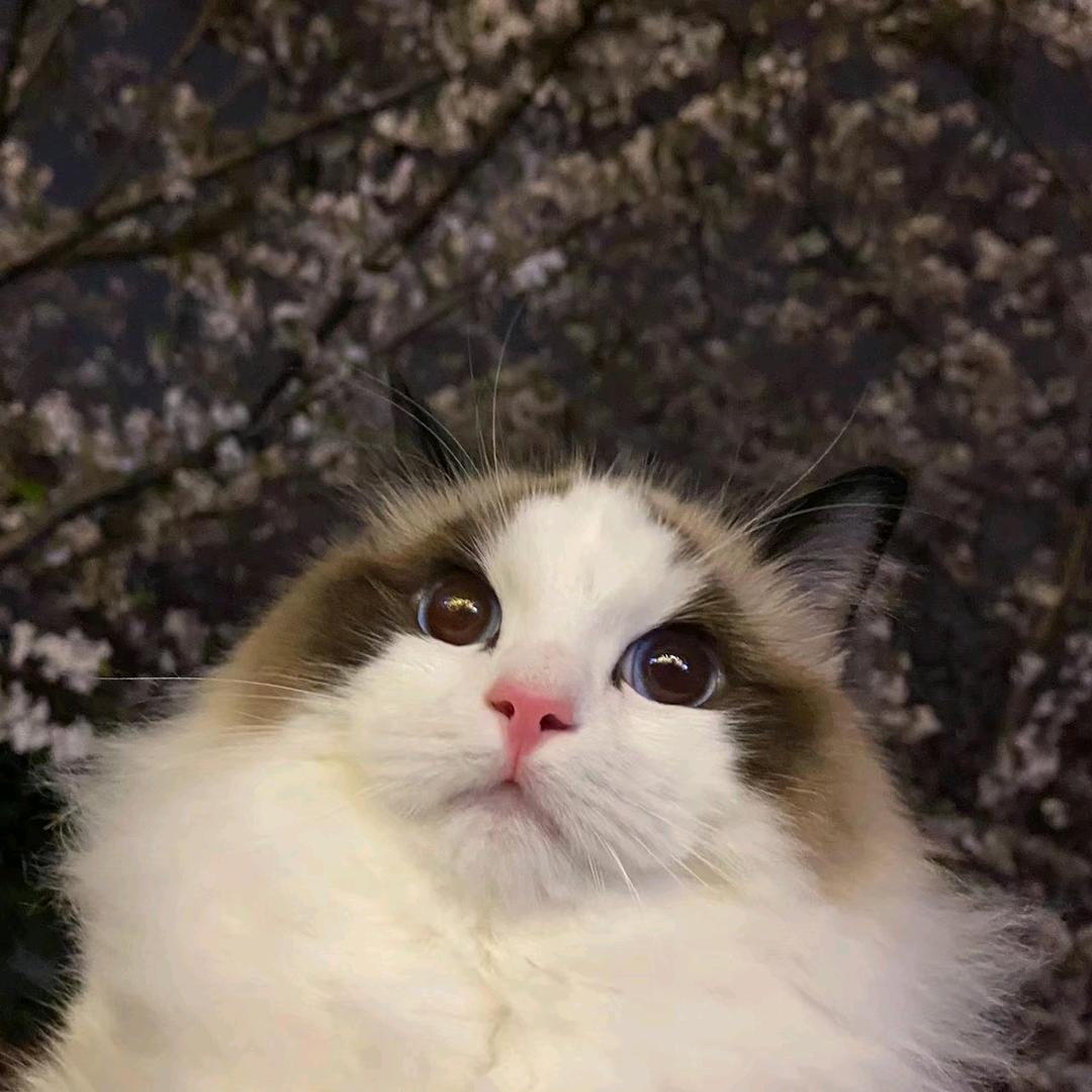 猫失阳关咖啡