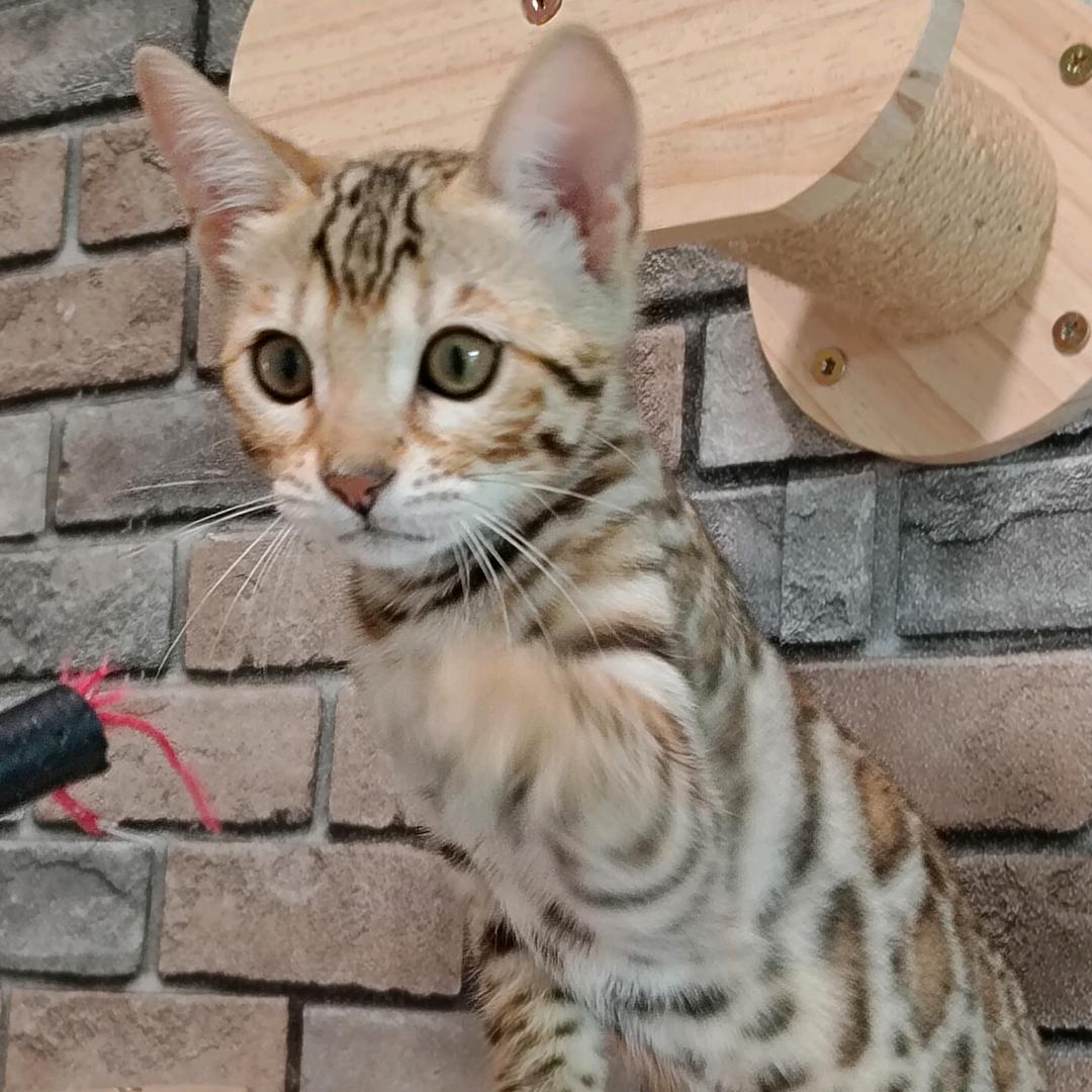 精品孟加拉豹猫