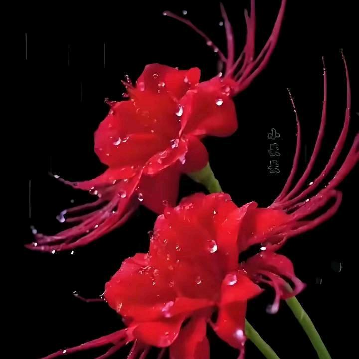 🌹别再来😡惹我🌹