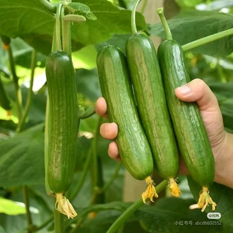 齐老师种黄瓜