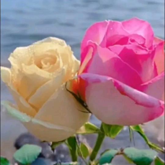 🌺☔悠☔悠☔🌺