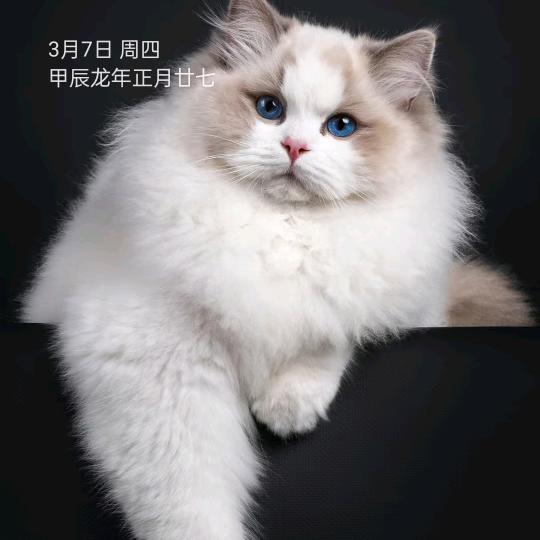 @小懒猫@