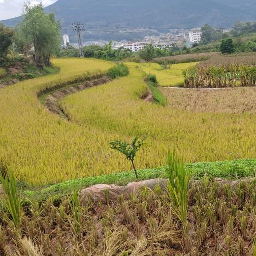 顺李成张