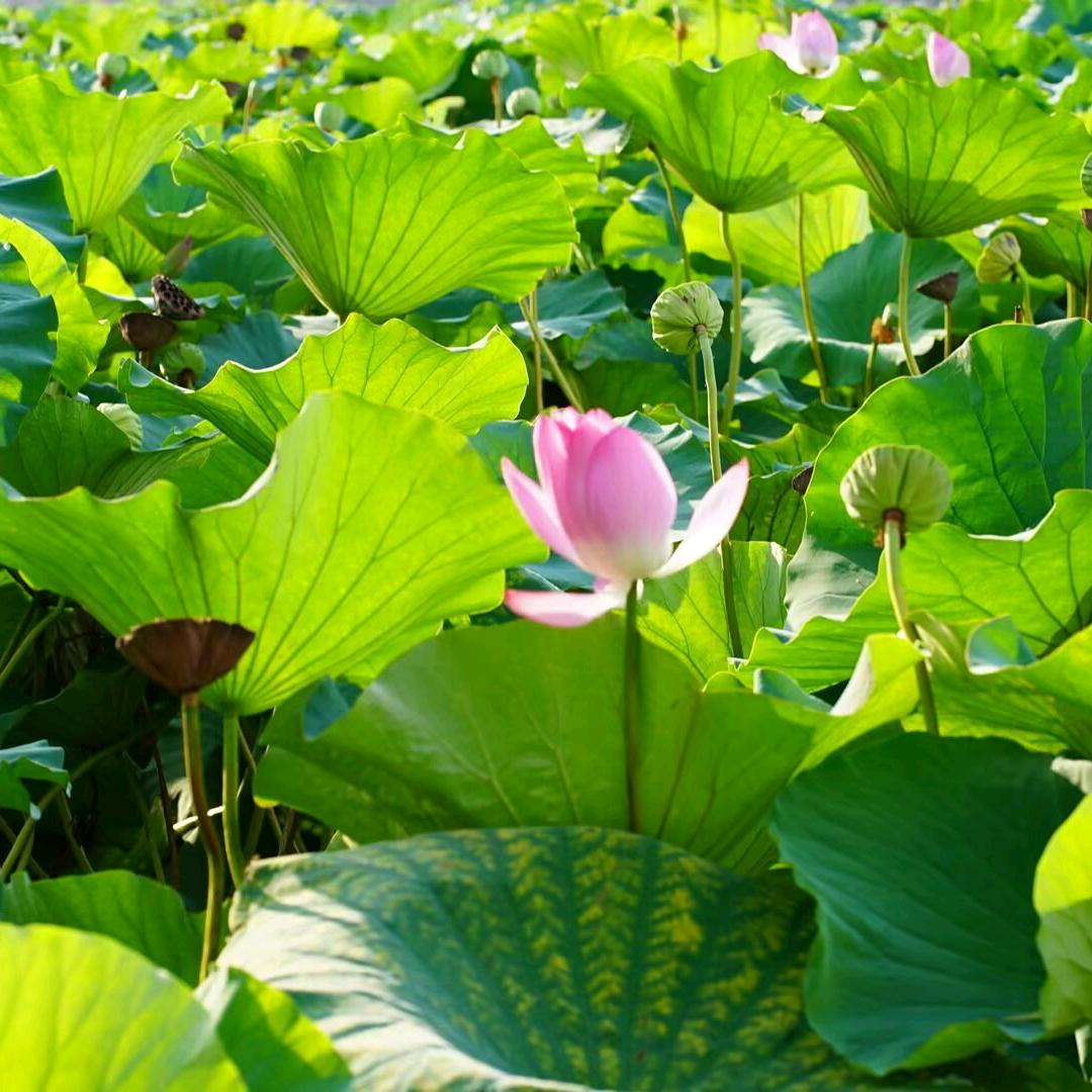 biubiu特否