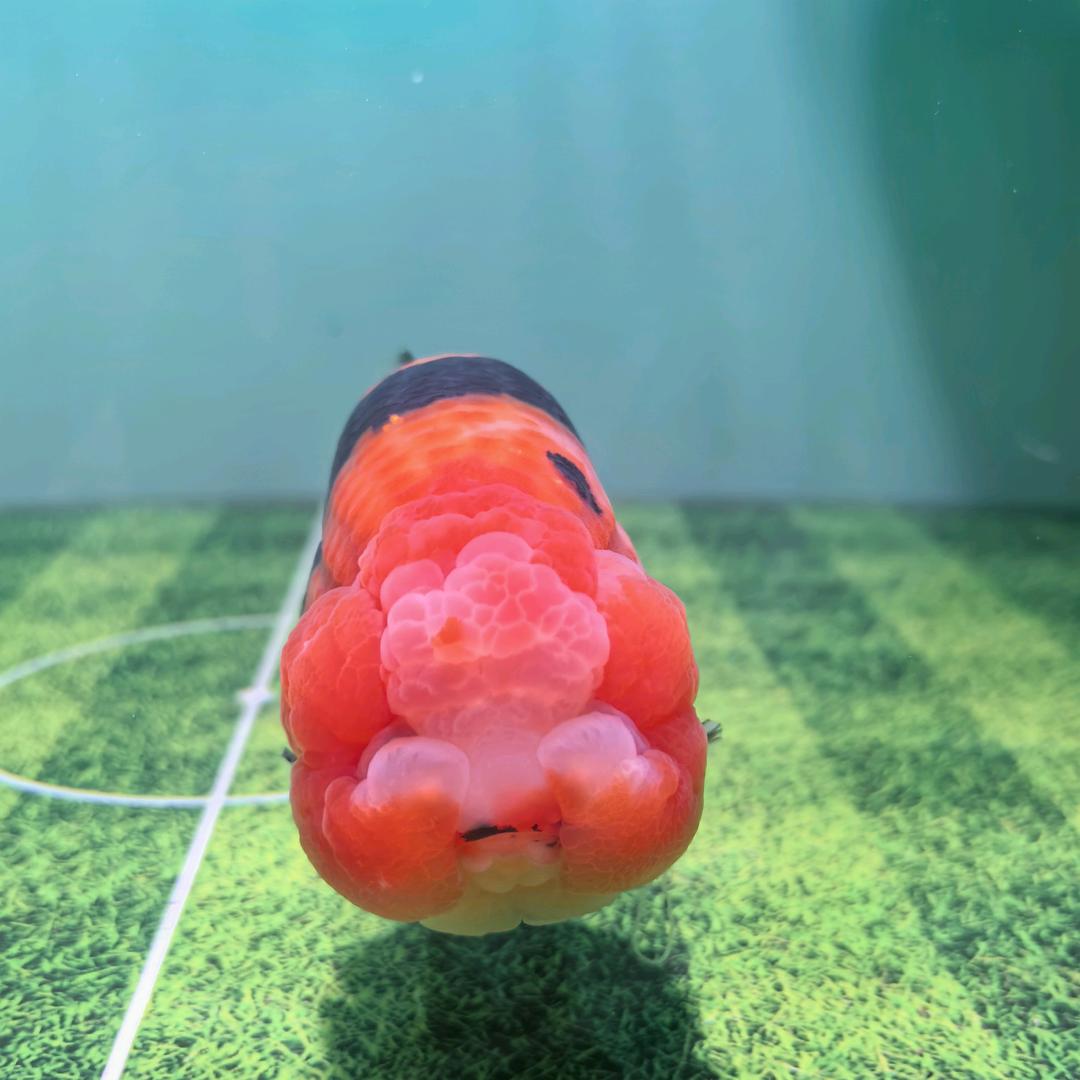 潘潘兰寿观赏鱼