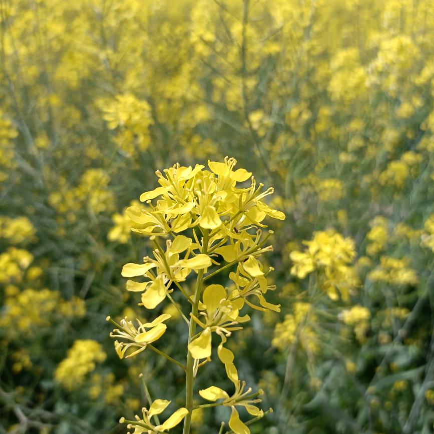 橙成爱创业（晚上7点30直播）