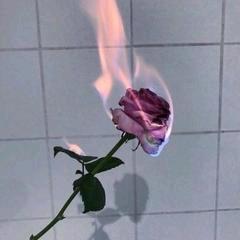 用户7165607245679带刺的玫瑰