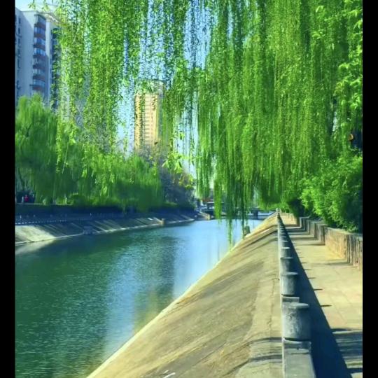 秋香菊