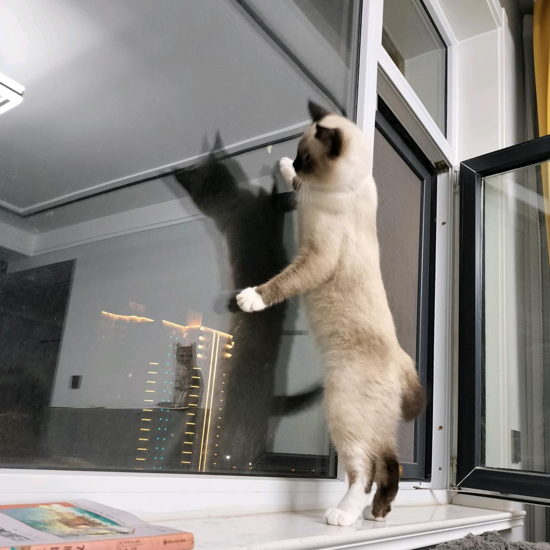 我有小猫三四只🐾