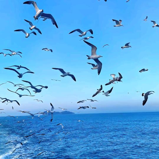 的哇大几直播号