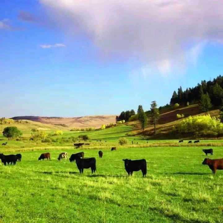 佰牛牧场肉铺(棠下店)