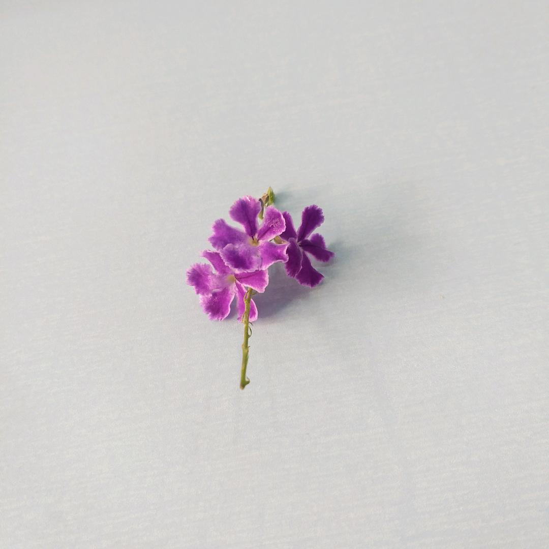 娟