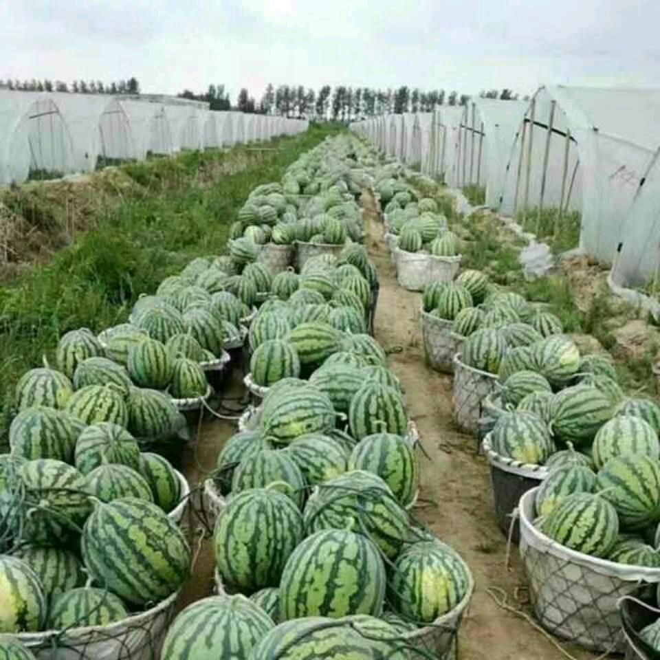 美都西瓜